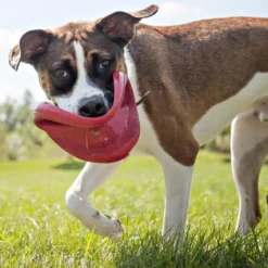 Kong Classic Flyer -Aanbiedingen Snoef Poot Winkel 0035585129082 met hond 3