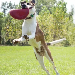 Kong Classic Flyer -Aanbiedingen Snoef Poot Winkel 0035585129082 met hond 4