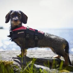Baltic Hondenzwemvest Mascot Oranje/Zwart 5 Baltic Hondenzwemvest Mascot Oranje/Zwart -Aanbiedingen Snoef Poot Winkel 0229500 met hond