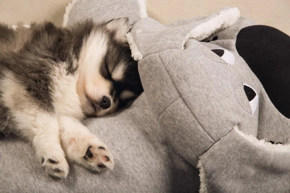 Beeztees Puppy XL-knuffel Boomba Grijs 2 Beeztees Puppy XL-knuffel Boomba Grijs - Afbeelding 2