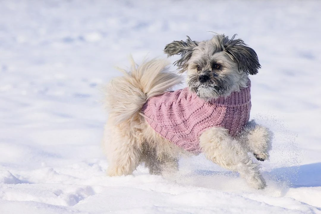 Designed By Lotte Hondentrui Haida Roze 4 Designed By Lotte Hondentrui Haida Roze - Afbeelding 4