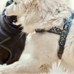 Hurtta H-harnas Razzle Dazzle Bilberry 10 Hurtta H-harnas Razzle Dazzle Bilberry -Aanbiedingen Snoef Poot Winkel 6410329339226 met hond