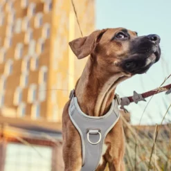 Hurtta Harnas Venture No-Pull Shadow -Aanbiedingen Snoef Poot Winkel 6410329340505 met hond 1