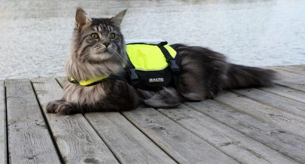 Baltic Kattenzwemvest Maja Geel/Zwart 2 Baltic Kattenzwemvest Maja Geel/Zwart - Afbeelding 2