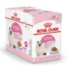 Royal Canin Kattenvoer Kitten In Jelly 12 X 85 Gr