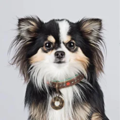 Dog With A Mission Halsband Joplin 6 Dog With A Mission Halsband Joplin -Aanbiedingen Snoef Poot Winkel joplin sfeer