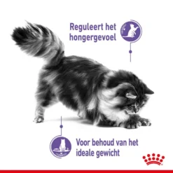 Royal Canin Kattenvoer Appetite Control Care 3,5 Kg 6 Royal Canin Kattenvoer Appetite Control Care 3,5 Kg -Aanbiedingen Snoef Poot Winkel royal canin appetite control care gesteriliseerd volwassen kat bedelgedrag hero usp