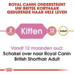 Royal Canin Kattenvoer British Shorthair Kitten 2 Kg 7 Royal Canin Kattenvoer British Shorthair Kitten 2 Kg -Aanbiedingen Snoef Poot Winkel royal canin british shorthair kitten kitten kat brits korthaar hero image 8