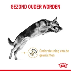 Royal Canin Hondenvoer German Shepherd Adult 5+ 3 Kg 5 Royal Canin Hondenvoer German Shepherd Adult 5+ 3 Kg -Aanbiedingen Snoef Poot Winkel royal canin german shepherd adult volwassen hond duitse herder vanaf 5 jaar hero usp