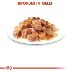 Royal Canin Kattenvoer Instinctive In Jelly 12 X 85 Gr -Aanbiedingen Snoef Poot Winkel royal canin instinctive in jelly volwassen kat kieskeurige katten hero kibble