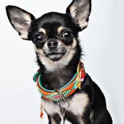 Dog With A Mission Halsband Tiger Lily -Aanbiedingen Snoef Poot Winkel tigerlily 2cm halsband2