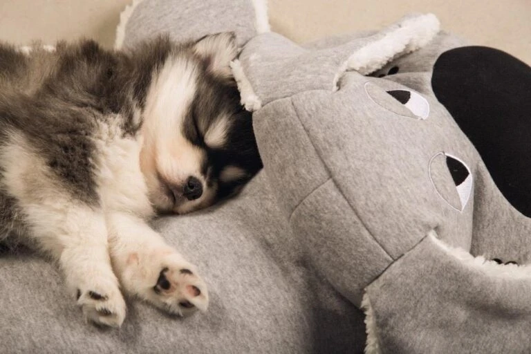 Aanbiedingen Snoef Poot Winkel -Aanbiedingen Snoef Poot Winkel 0619898 sfeer1 768x512 1