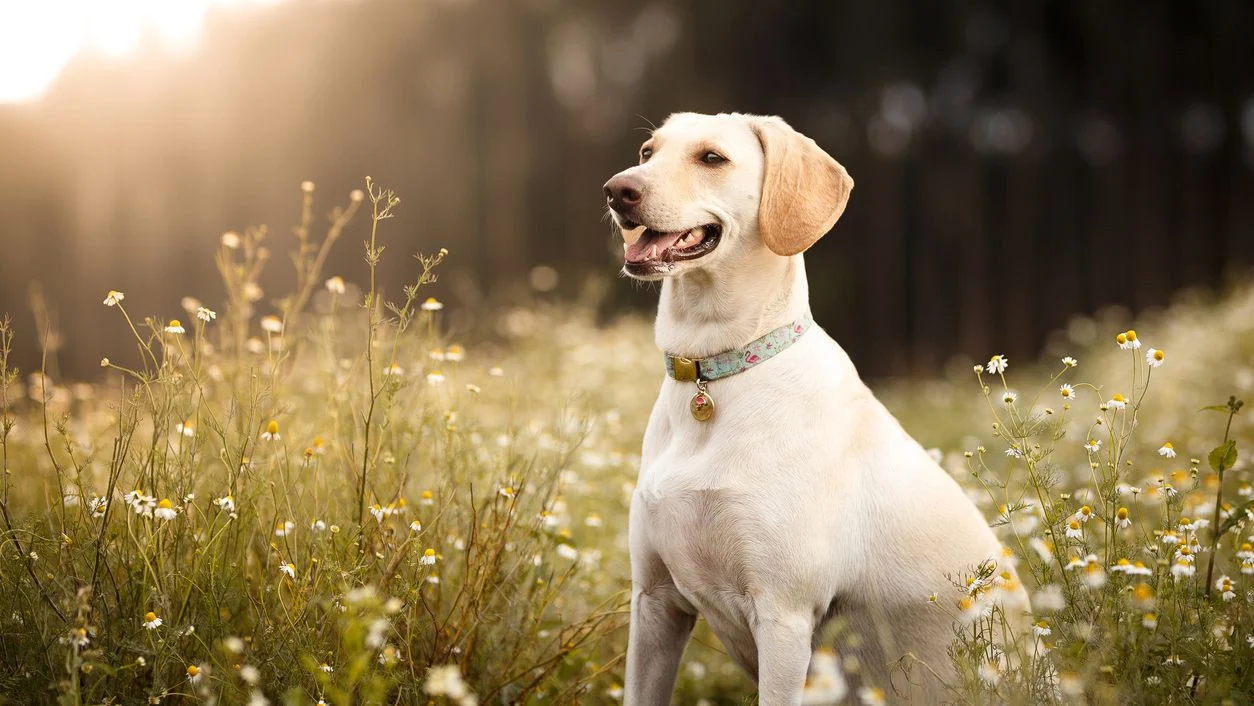 Aanbiedingen Snoef Poot Winkel -Aanbiedingen Snoef Poot Winkel dog spring 1